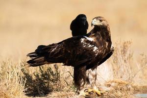 spaanse keizerarend aquila adalberti foto