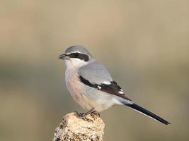 Iberische klauwier lanius meridionalis foto