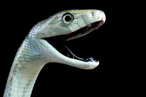 zwarte mamba aanval dendroaspis polylepis foto