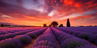 ai gegenereerd. ai generatief. foto realistisch illustratie van roze romantisch boerderij lavendar veld- landschap. grafisch kunst