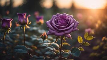 mooi Purper rozen met een glimmend zonsondergang gloed, ai gegenereerd foto