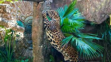 luipaard Aan de beklimmen majestueus groot kat schalen een boom Bij Bali safari foto