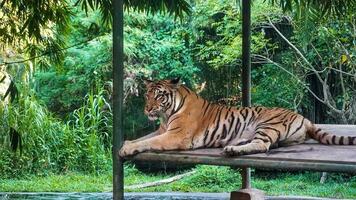 een tijger nemen een breken in de Prieel van de safari park foto