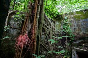 bomen en wortels groeit over- een verlaten huis in wapen stad- na 37 jaren van de tragedie veroorzaakt door de nevado del ruiz vulkaan in 1985 foto