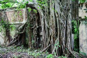 bomen en wortels groeit over- een verlaten huis in wapen stad- na 37 jaren van de tragedie veroorzaakt door de nevado del ruiz vulkaan in 1985 foto