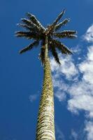 Colombiaanse nationaal boom de quindio was- palm Bij de kokos vallei gelegen in salento in de quindio regio foto