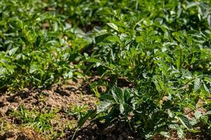 typisch aardappel veld- Bij la calera gemeente Bij de cundinamarca regio in Colombia foto