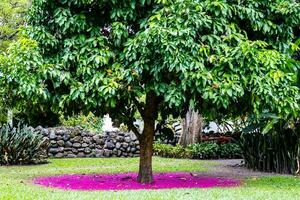 mooi roze tapijt van bloemen onder een Maleis roos appel boom - syzygium malacence foto