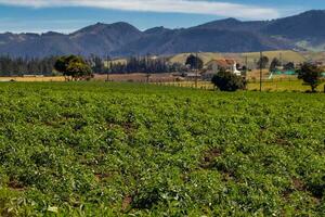 typisch aardappel veld- Bij la calera gemeente Bij de cundinamarca regio in Colombia foto