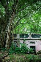 bomen en wortels groeit over- een verlaten huis in wapen stad- na 37 jaren van de tragedie veroorzaakt door de nevado del ruiz vulkaan in 1985 foto