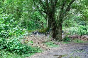 bomen en wortels groeit over- een verlaten huis in wapen stad- na 37 jaren van de tragedie veroorzaakt door de nevado del ruiz vulkaan in 1985 foto