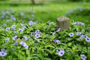 selectieve aandacht van oude betonnen paal met kleine bloesem paarse bloemen en groene struik op voorgrond en achtergrond foto