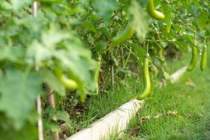 selectieve focus op een verse aubergine die aan de tak in het plantgebied van een achtertuin hangt. vers en biologisch voedsel voor het concept van de huiskeuken. foto