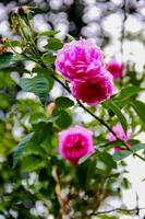 roos bloem Aan achtergrond wazig roze rozen bloem in de tuin foto