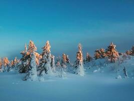 gouden ochtend- licht Aan met sneeuw bedekt Spar bomen. arctisch hard natuur. mystiek fee verhaal van de winter vorst Woud. dageraad noordelijk minimalistisch natuurlijk achtergrond. foto