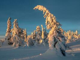 gouden ochtend- licht Aan met sneeuw bedekt Spar bomen. arctisch hard natuur. mystiek fee verhaal van de winter vorst Woud. dageraad noordelijk minimalistisch natuurlijk achtergrond. foto