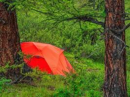 camping in de diep Woud. oranje tent in een naald- berg Woud. vrede en ontspanning in natuur. foto