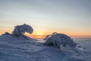 magisch bizar silhouet van Spar boom zijn gepleisterd met sneeuw Bij Purper dageraad achtergrond. arctisch hard natuur. mystiek fee verhaal Bij de winter berg. sneeuw gedekt Kerstmis Spar Aan berghelling. foto