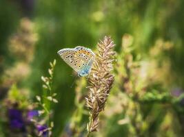 vlinder in natuurlijk leefgebied in zomer foto