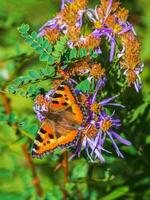 helder imago aglais urticae, klein schildpad vlinder Aan een bloem, dichtbij omhoog. foto