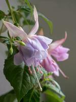 bloeiend fuchsia, groot lila bloemen Aan een grijs achtergrond foto