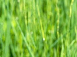 wazig groen achtergrond met gras foto