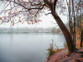 mistig landschap. laat herfst visie van een groot boom door de meer en een oud kasteel in de afstand. foto