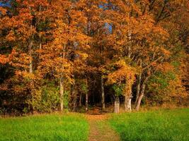 een pad van de Ingang naar de helder herfst Woud foto