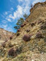 onobrychis cornuta struiken Aan een berg helling. verticaal visie. foto