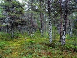 mystiek noordelijk Woud. bomen gedekt met mos. natuurlijk achtergrond. diep Woud Aan de kola schiereiland. foto