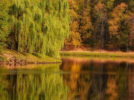 mooi herfst landschap met een groot verspreiden wilg door de water. foto