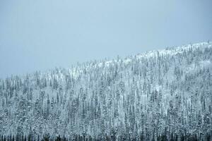sneeuw slagen voor. winter arctisch bebost sneeuw heuvels. foto