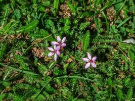 erodium stevenii bloemen ook bekend net zo geranium cicutarium. een bijzonder fabriek vermeld in de rood boek van Rusland. foto