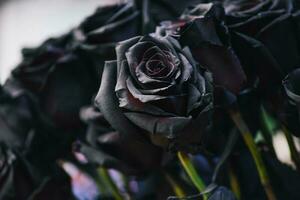 de backdrop van de donker zwart roos foto