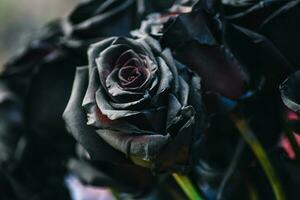 de backdrop van de donker zwart roos foto