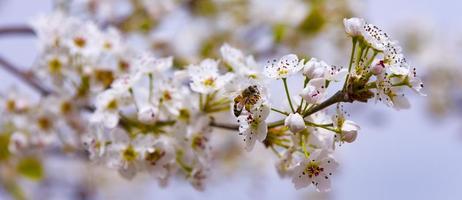 een bij die over een amandelbloem vliegt foto