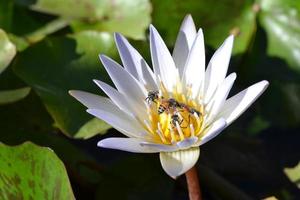 bijen op een lotus foto