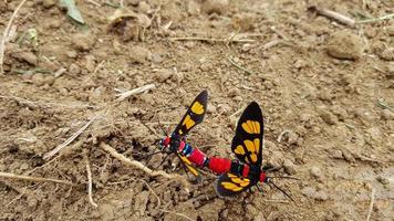 twee kleurrijke insecten die op de grond paren foto