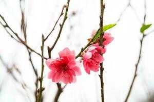 perzik bloem symbool van maan- nieuw jaar. dichtbij omhoog van klein roze bloem in tuin. foto