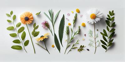 vlak leggen illustratie zonnebloemen concept van vers veld- voorjaar bloemen Aan wit geïsoleerd achtergrond. mooi bloemen decoratief element reeks verzameling. generatief ai. foto