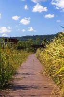 looppad passeer rijstveld naar het huis met heuvelachtergrond. foto