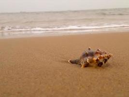 weekdierenschelp in zandstrand foto