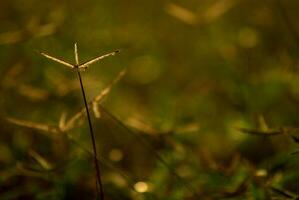 kraaienpoot gras onkruid veld- in de ochtend- licht foto