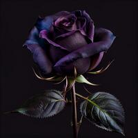 dichtbij omhoog van een Purper roos Aan een zwart achtergrond. generatief ai. foto