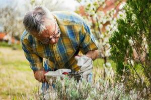 een senior Mens nemen zorg van zijn tuin foto