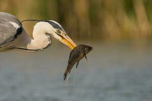 grijs reiger in moeras. vogel gedrag in natuurlijk leefgebied. foto