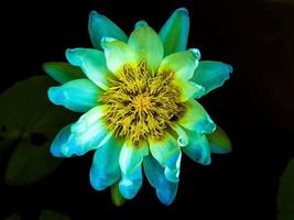 lotusbloem in de natuur foto