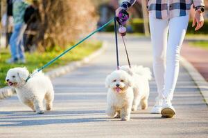 vrouw wandelen haar honden foto