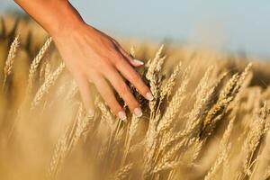 hand- Holding tarwe gras foto