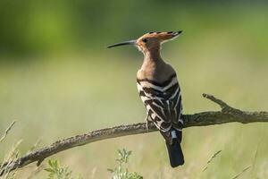 Euraziatisch hop vogel, upupa epops foto